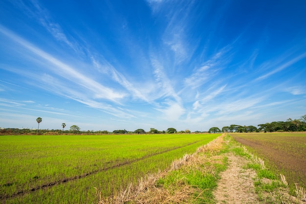 Photo beautiful green cornfield with fluffy clouds sky.