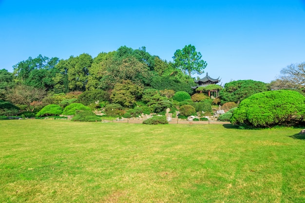 Photo the beautiful green green woods in the park