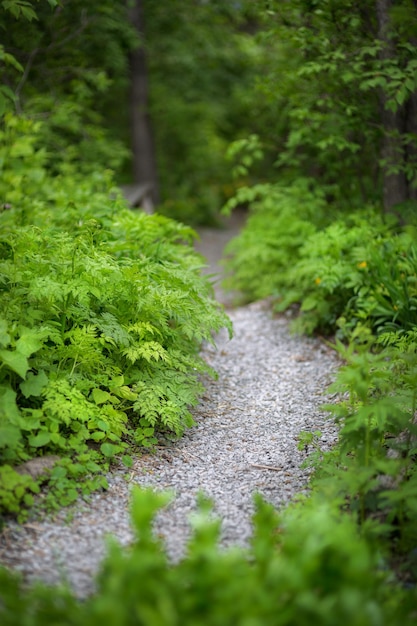 Beautiful green summer forest Spring background backdrop