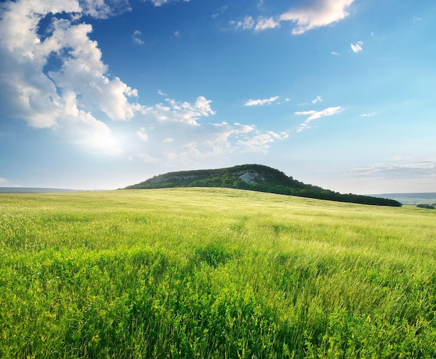 Beautiful landscape spring meadow