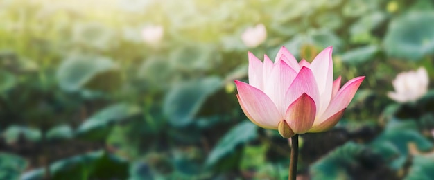 Beautiful lotus flower blossom with sunshine in pond