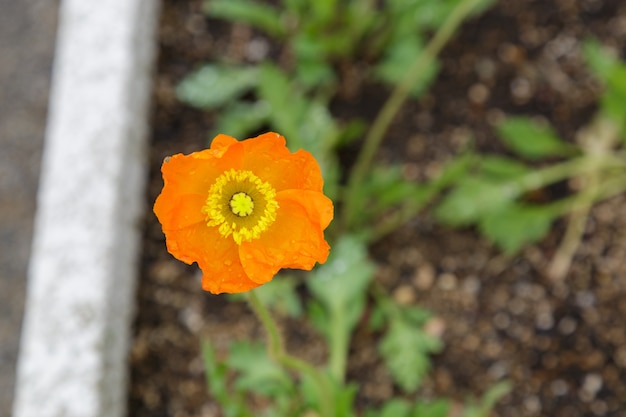 Beautiful orange flower blooming in the garden.