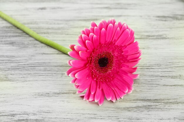 Foto bel fiore di gerbera rosa su un tavolo di legno