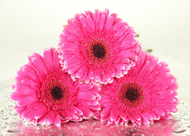 Foto bei fiori rosa della gerbera, isolati su bianco