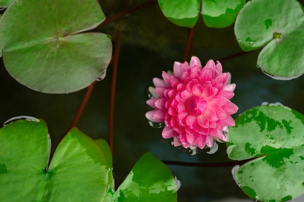 Beautiful pink lotus in pond