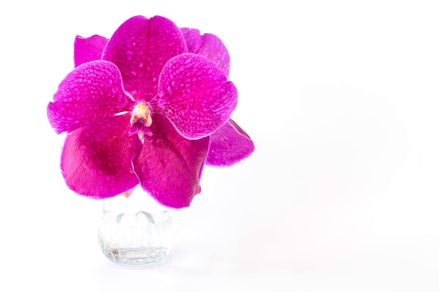 Beautiful purple orchid flowers on a glass vase.