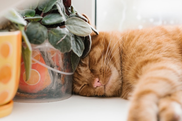 Beautiful redhaired cat sleeps sweetly on the windowsill resting his head on the indoor violet flowers