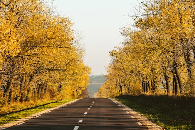 Beautiful road in the beautiful trees A country road in the fall Autumn in the park Empty race track