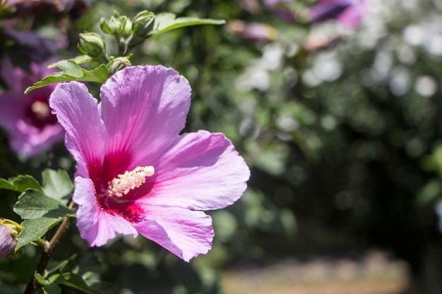 The beautiful rose of Sharon