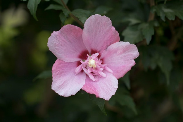 The beautiful rose of Sharon