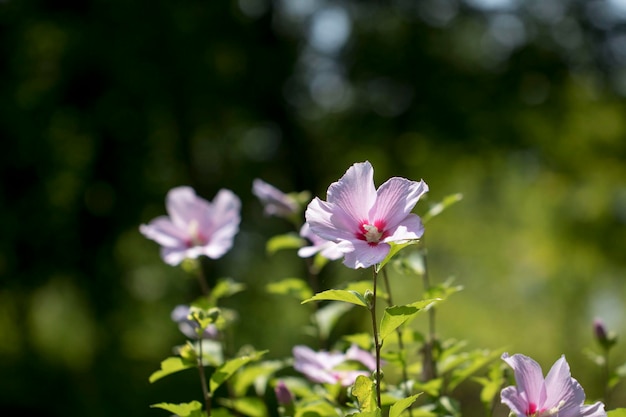 The beautiful rose of Sharon