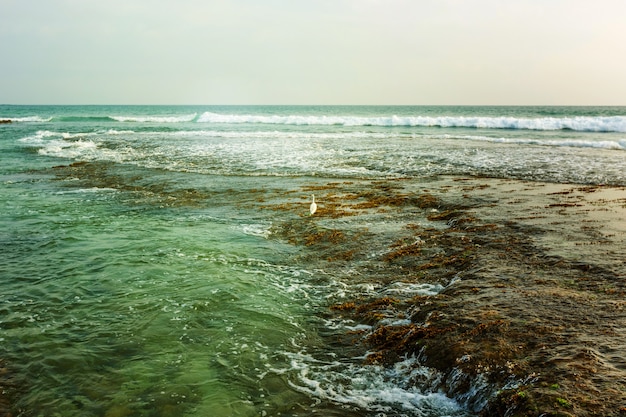 Beautiful seascape of the traditional fishermen on stilts in Sri Lanka.