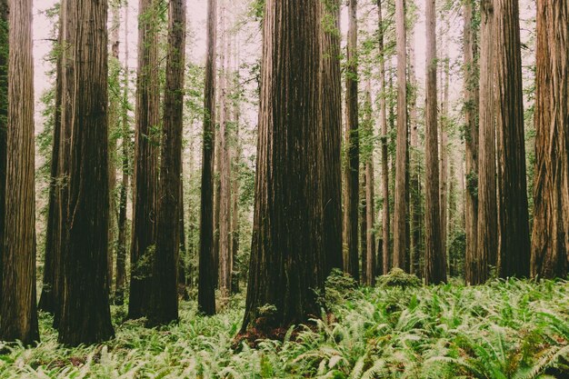 Photo beautiful shot of a bright forest