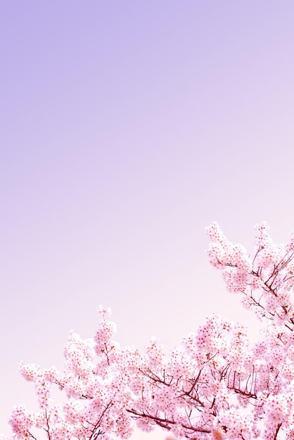 Beautiful spring flower cherry blossoms Sakura Flower With Beautiful Nature Background