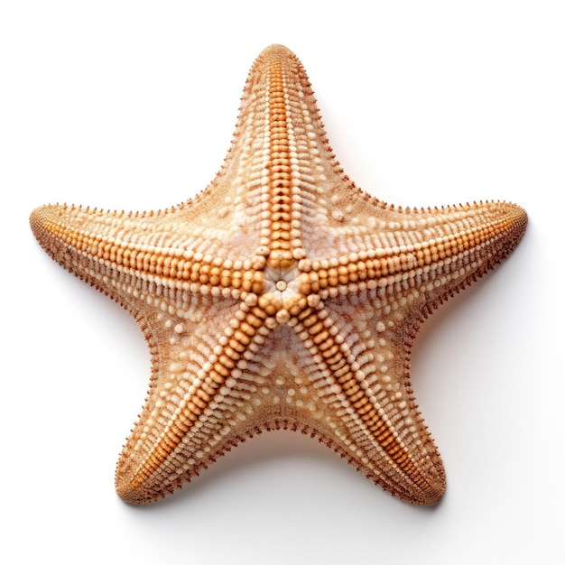 Beautiful Starfish Shell