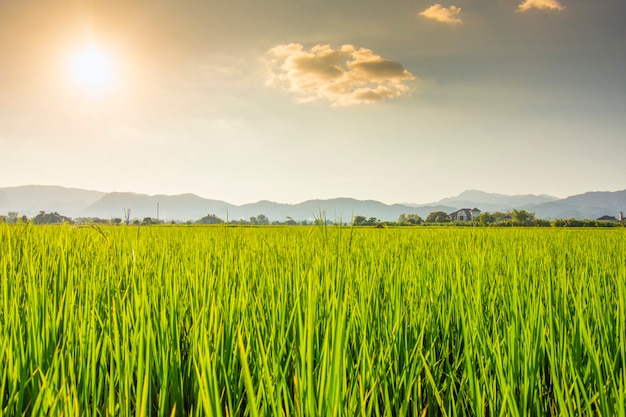 Beautiful sunset rice fields with mountain backdrop.