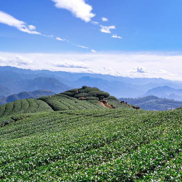 Photo beautiful tea garden rows scene isolated with blue sky and cloud design concept for the tea product background copy space aerial view