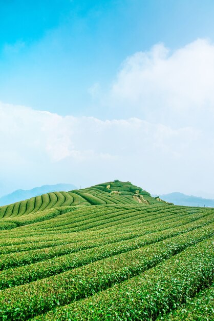 Photo beautiful tea garden rows scene isolated with blue sky and cloud, design concept for the tea product background, copy space, aerial view