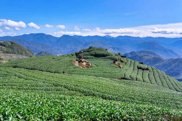 Photo beautiful tea garden rows scene isolated with blue sky and cloud design concept for the tea product background copy space aerial view