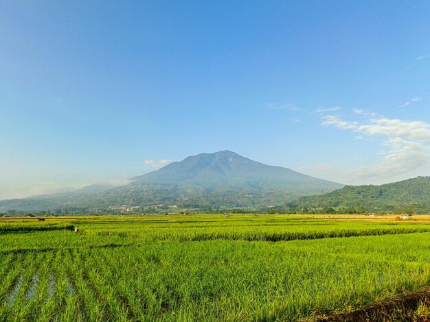 Photo beautiful view of green rice fields with mountains and clouds blue sky