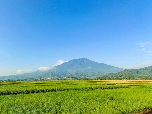 Photo beautiful view of green rice fields with mountains and clouds blue sky