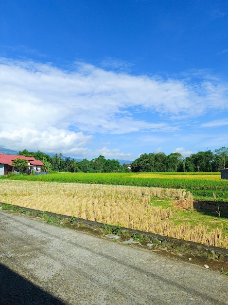 Photo beautiful view of yellow rice fields on street