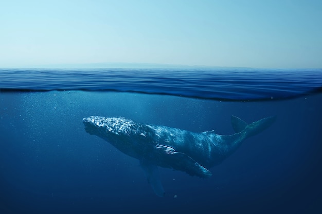 Beautiful whale underwater in the wild. Underwater world and life, concept. The whale swims in the clear ocean underwater. Blue water