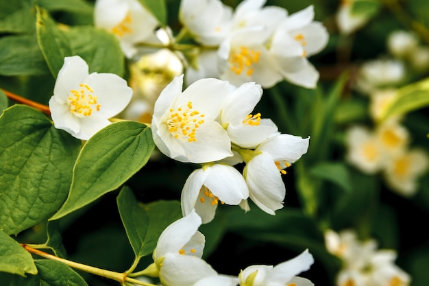 Photo beautiful white jasmine blossom flowers in spring time