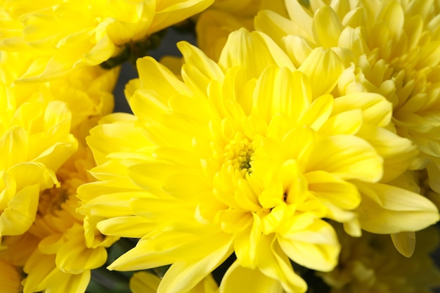 Beautiful yellow chrysanthemums on whole