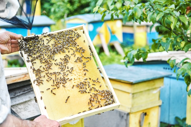 Beekeeper working in his apiary holding honeycomb frame