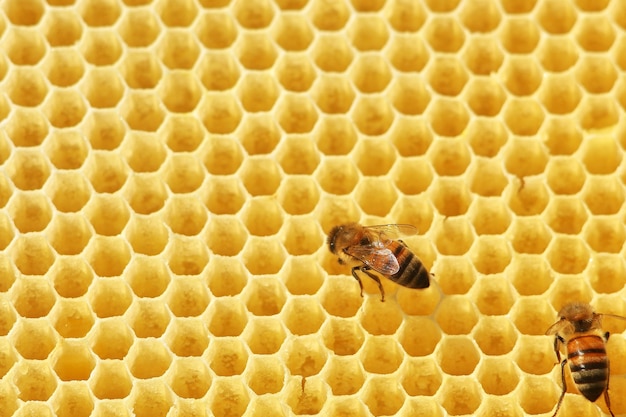 Bees on a honeycomb