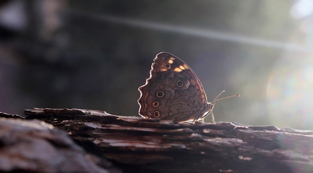 Big butterfly on plant bark