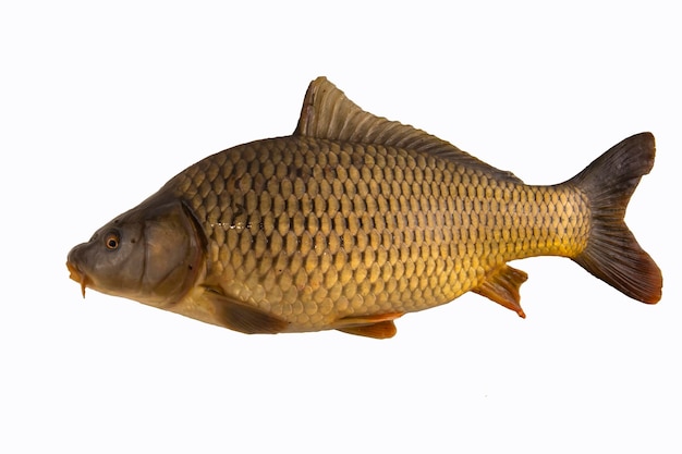 Big carp fish isolated on white