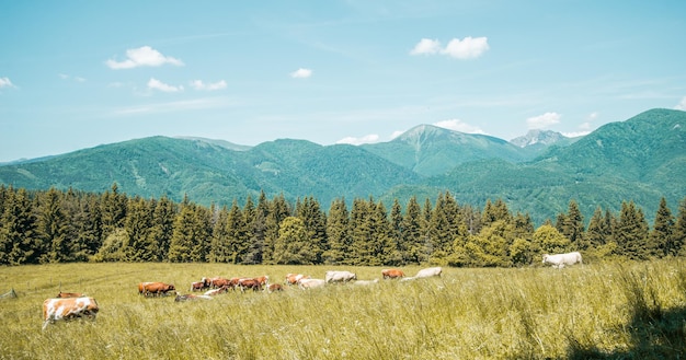 Big Fatra mountains from Sip peak Slovakia Summer natural hiking destination near Dolny Kubin