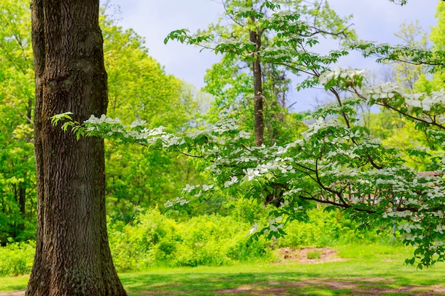 Under big green tree. Nature composition.