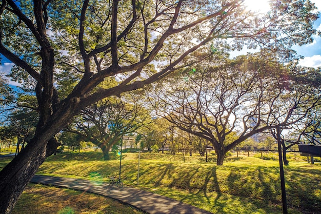 big tree in Park