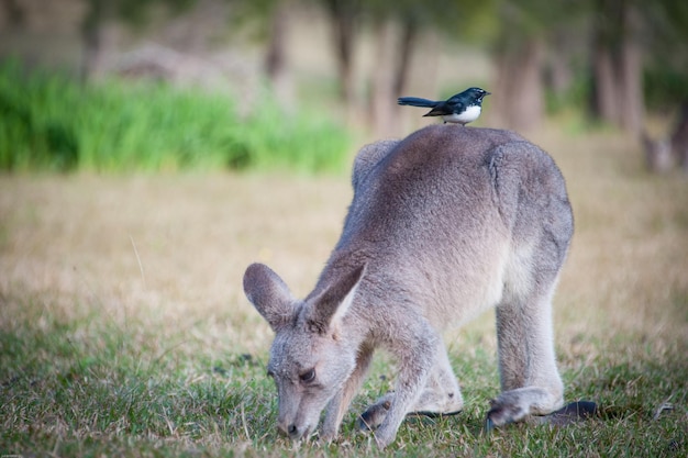 Photo bird perching on kangaroo grazing at field