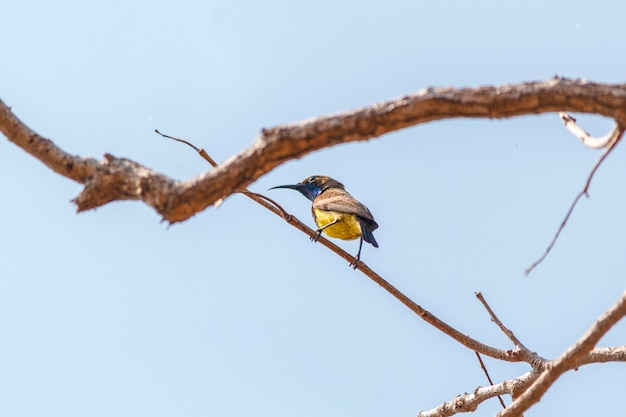 Bird on tree