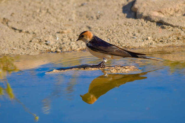 Birds in freedom and in their environment