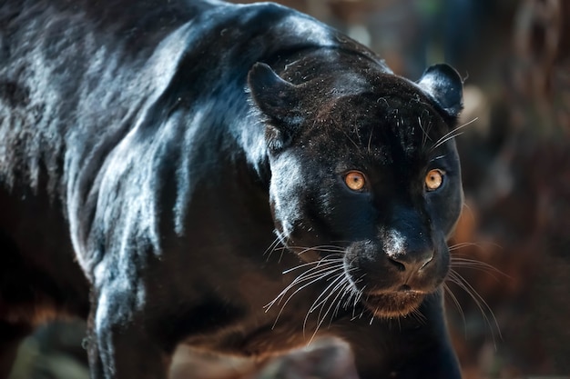 Black Jaguar