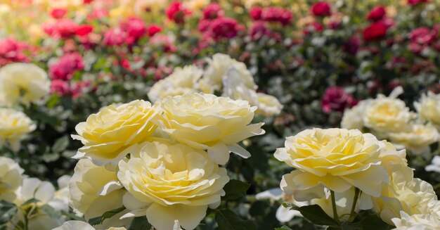 Photo 春の庭に咲く美しいバラの花束