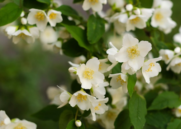 Photo blooming and fragrant jasmine flowers. blooming jasmine bush 2