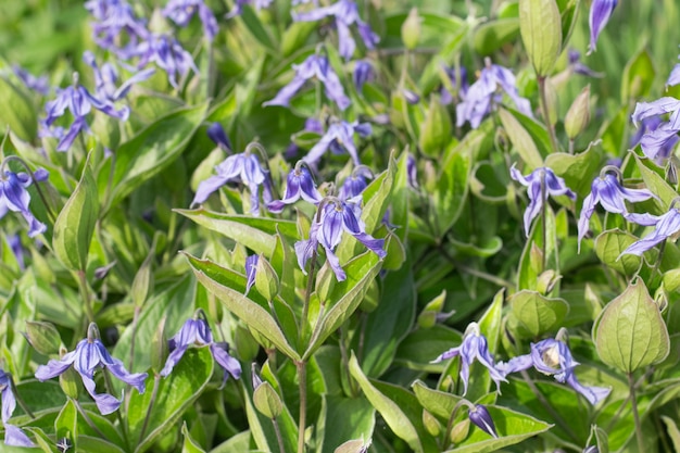 blue clematis integrifolia in garden