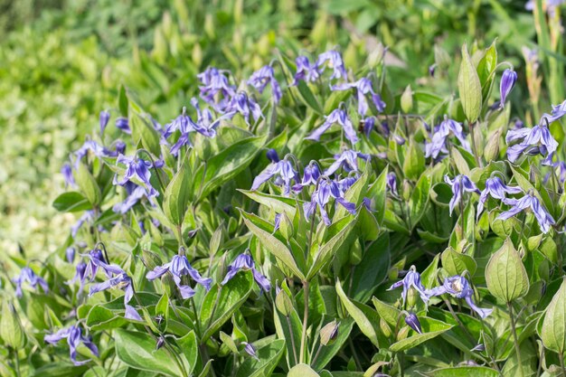 blue clematis integrifolia in garden