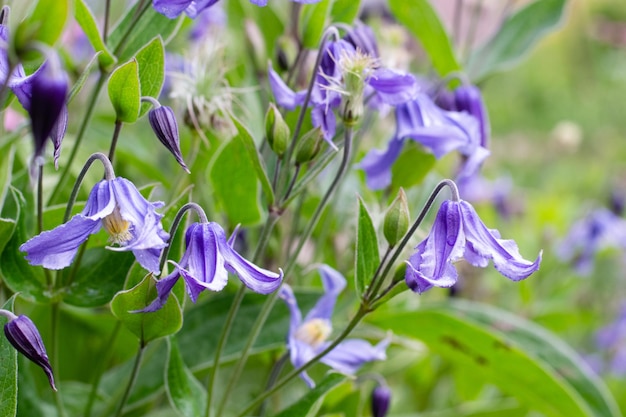 Blue clematis integrifolia in garden