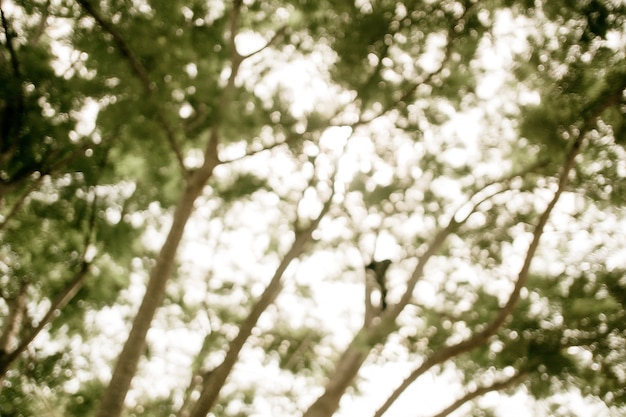 Photo blurred group of tree in park,vintage filtered, nature background