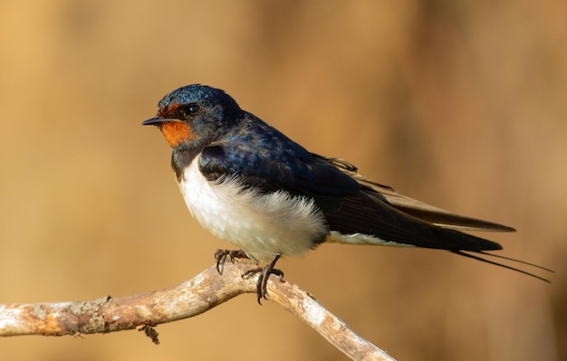 Boerenzwaluw hirundo rustica Bij zonsopgang zit een vogel op een dunne mooie tak