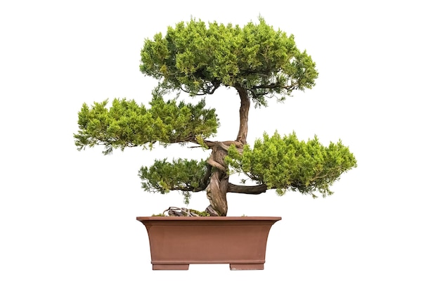 Photo bonsai tree of chinese juniper with a white background