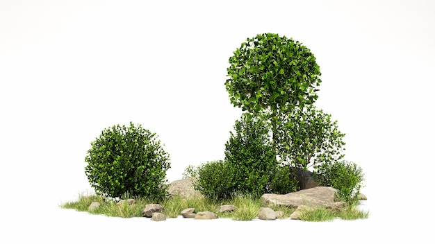 Photo bonsai tree on isolate background for decorate