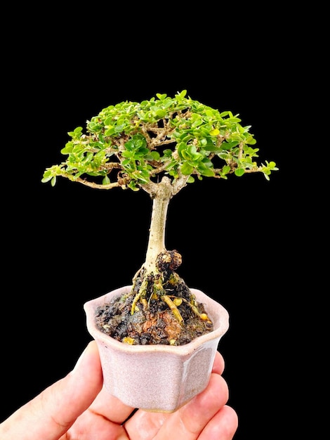 Photo bonsai on a wooden surface with sunlight shining through horizontal blind